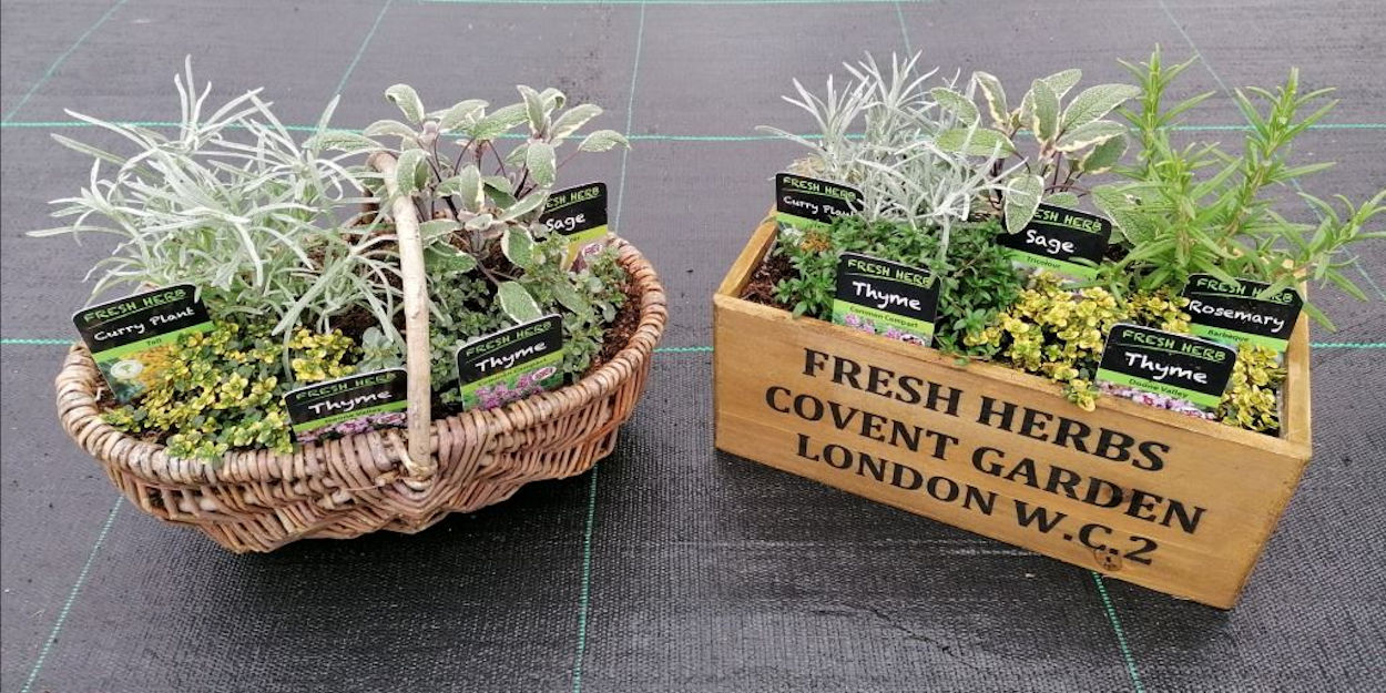 Mail order plants discount